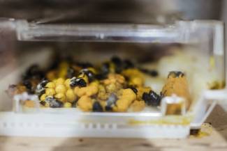 Natupol hives for pollinating greenhouse produce