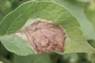 Late blight lesion. Photo courtesy of OMAFA. 