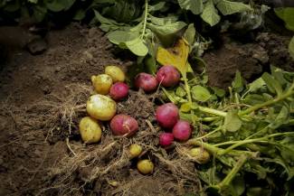 potatoes