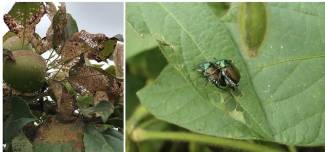Japanese beetle, blamed for skeletonizing leaves of plants, has become a voracious invasive pest of many horticultural crops in recent years. 