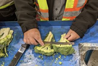 At a Sobey’s distribution centre, the quality control team conducts a probe of fresh broccoli. One of the tests is to ensure there is no hollow heart, a physiological disorder where the stem develops internal cavities not visible from the outside.