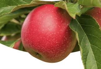 Another high-performing year is shaping up, as USApple predicts production will reach 279 million bushels.