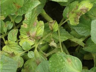 Late blight has been identified in tomatoes in Ontario’s Middlesex County.