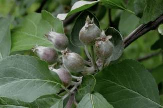 Though not yet finalized, the registration of metamitron (Brevis) would be a welcome addition to the crop load management toolbox for Canadian growers of pome fruit.