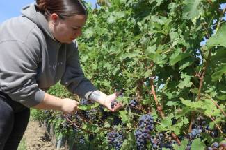 Cool Climate Oenology and Viticulture Institute (CCOVI) research assistant Alex Gunn (BSc '19, MSc '24) looks over Cabernet sauvignon grapes from CCOVI’s clone and rootstock research vines at Schenck Farms and Greenhouses in St. Catharines. 
