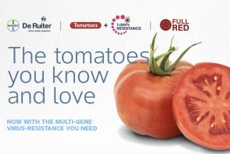 DeRuiter Brand launches new tomato varieties that have ToBRFV resistance.