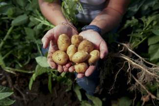 There’s a world of complexity in this handful of July-dug potatoes – science, finance, culture and politics – as Canada seeks more trade with Mexico. Photo by Glenn Lowson. 