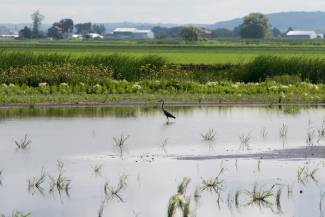 There are 515 active minor use submissions (URMULEs) currently in the PMRA system. Of these, 64 per cent are for horticulture: field vegetables (29%), fruit (23%) and greenhouse vegetables (12%). 