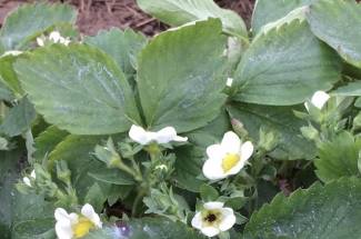 Strawberries damaged by frost. 