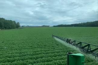 Spraying potatoes in Alberta 