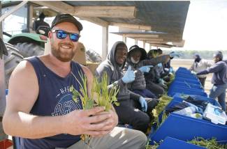 As Dylan Streef attests, Streef Produce Ltd. could not grow 3,000 acres of vegetables and cash crops without the devotion of its Jamaican crew. Here, they are planting sweet potato slips near Princeton, Ontario. Photo by Jeff Tribe. 