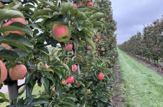 A newly registered post-bloom chemical thinner for apples is one example of the work conducted by the Pest Management Centre. 