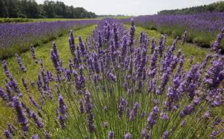 Bonnieheath Estate, Waterford, Ontario. Photo by Glenn Lowson. 