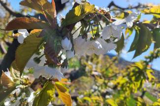 Cherry blossoms, photo courtesy of Dr. Letitia Da Ros, AAFC.