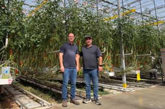 Brothers Rudy (left) and Albert Mastronardi, are relieved to have a tomato crop ready to harvest in mid-March near Kingsville, ON