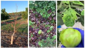 L-R: Declining nectarine tree, grapevines infected with GRBV, and a tomato leaf and fruit infected with ToBRFV.