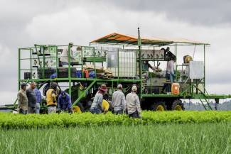 Celery harvest in the Holland Marsh. 