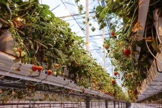 Greenhouse strawberries have been selected as a priority without a solution for Neopestalotiopsis sp.