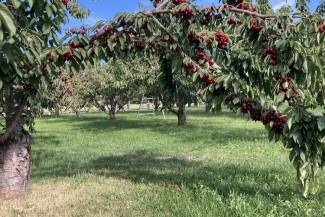 BCFGA is calling for an immediate orchard survival plan following Greater Vernon Water’s announcement of severe agricultural water restrictions. 