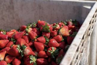 The California senator has introduced six bills to expand support and market access in the next U.S. Farm Bill.