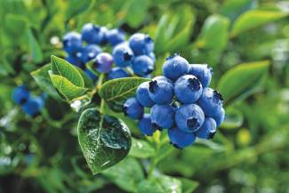 Specialty crop payments are intended to provide financial support to allow producers to pay for production and marketing inputs in the face of significant market disruptions during the 2025 growing season.