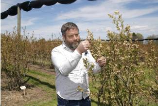 Agriculture and Agri-Food Canada research scientist, Dr. Jonathan Griffiths inspects bee pollination activity at Blueberry Knoll Berry Farm near Lowbanks, Ontario. Photo by Jeff Tribe.