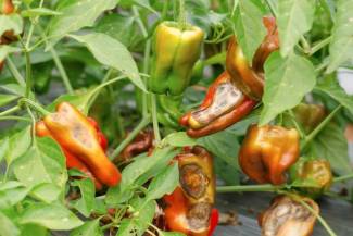anthracnose in field peppers 