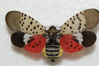 Spotted lanternfly