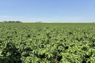 Potato crop near Lethbridge, Alberta