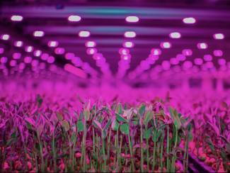 Founded in 2011, GoodLeaf has spent the past 15 years building a scalable business designed to provide Canadians with fresh, locally grown produce year-round. 