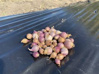 Roundels are the clean plant material that are produced from the Clean Seed Program. 