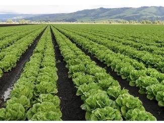 The CFIA will renew temporary conditions for import licences for romaine lettuce products from the U.S. 
