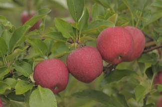 Gala apples