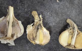 Garlic bulb with a small number of spores and mycelium.