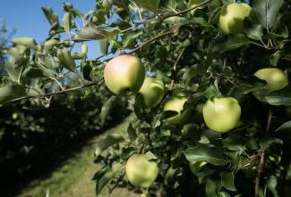 Martin’s Family Farm orchard. 