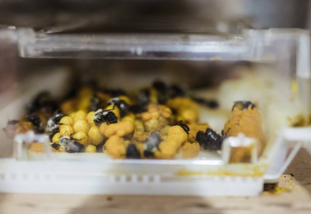 Natupol hives for pollinating greenhouse produce