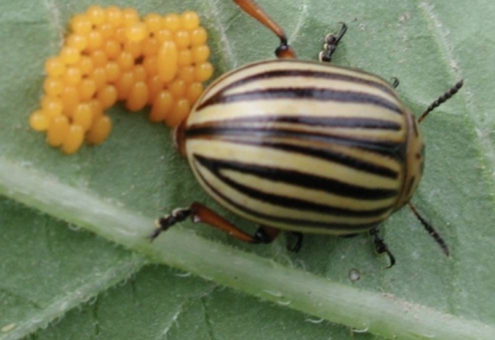 Colorado potato beetle. Photo courtesy of Syngenta. 