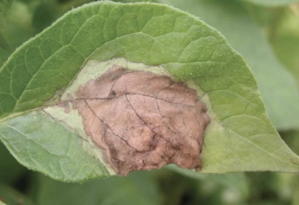 Late blight lesion. Photo courtesy of OMAFA. 