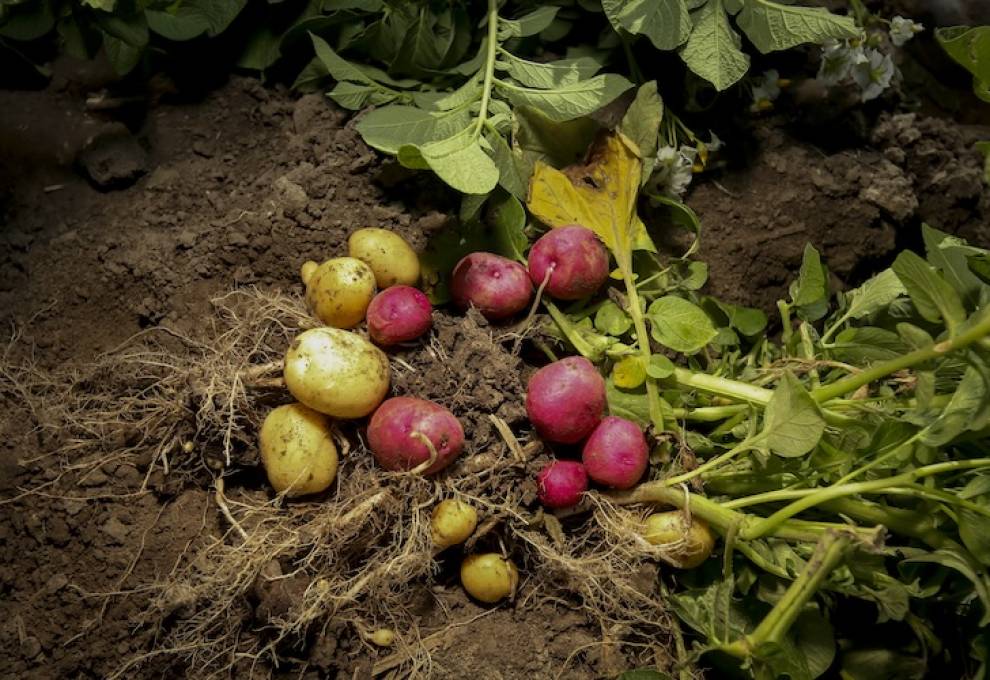 potatoes