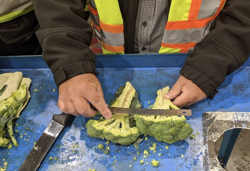 At a Sobey’s distribution centre, the quality control team conducts a probe of fresh broccoli. One of the tests is to ensure there is no hollow heart, a physiological disorder where the stem develops internal cavities not visible from the outside.