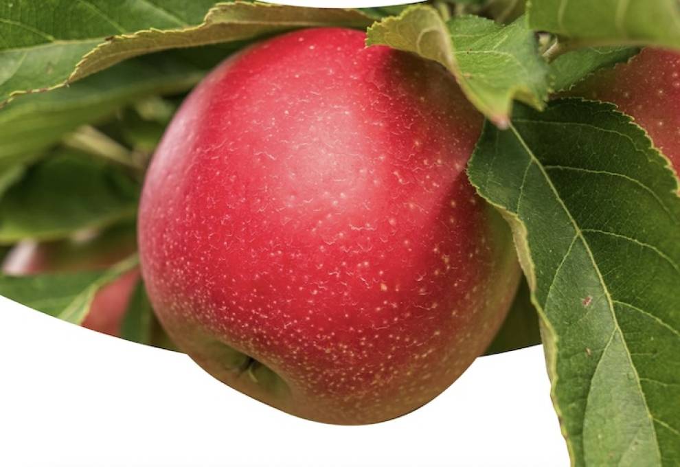 Another high-performing year is shaping up, as USApple predicts production will reach 279 million bushels.