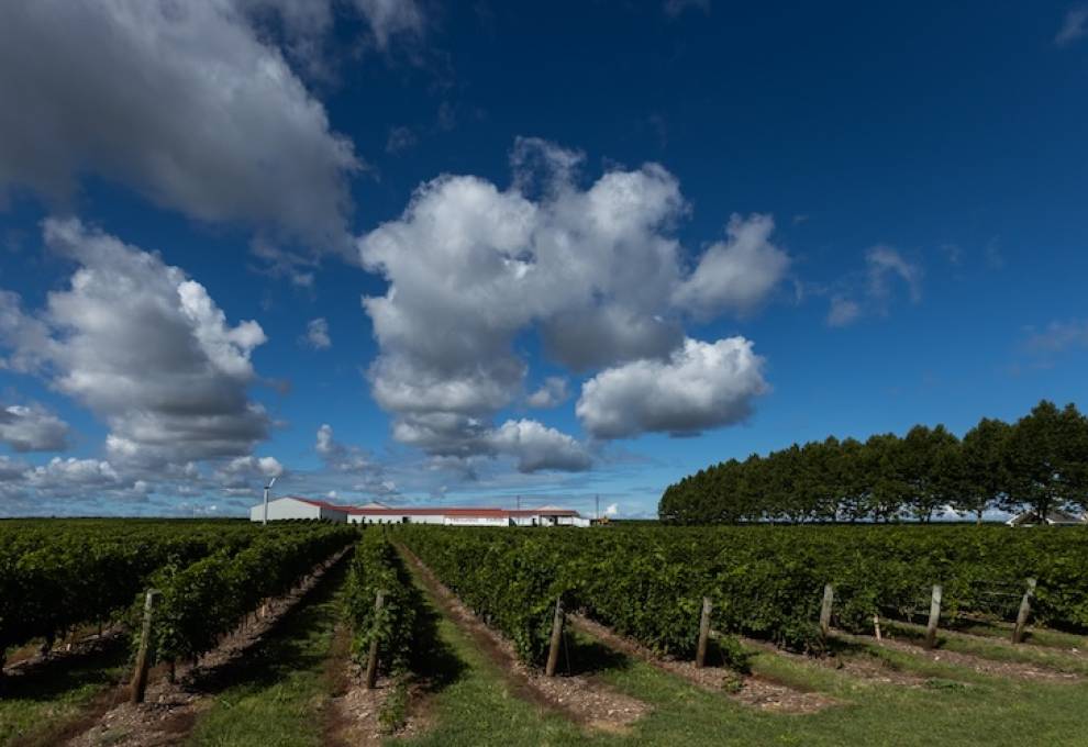 An in-depth agenda is planned, ranging from grapevine trunk disease to undervine cover crops.