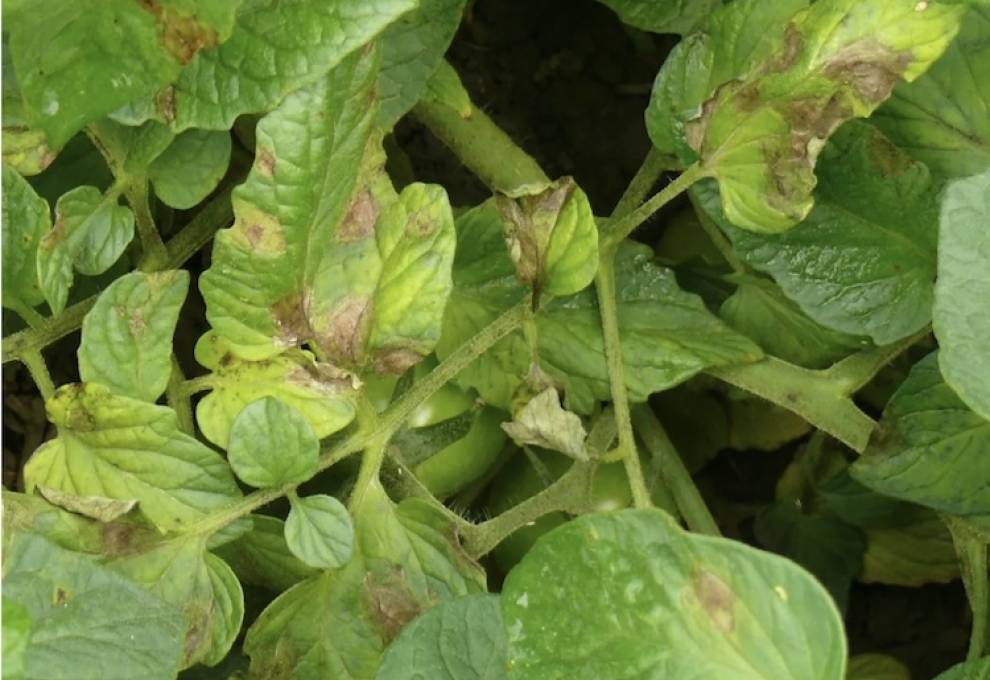 Late blight has been identified in tomatoes in Ontario’s Middlesex County.