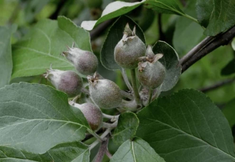 Though not yet finalized, the registration of metamitron (Brevis) would be a welcome addition to the crop load management toolbox for Canadian growers of pome fruit.