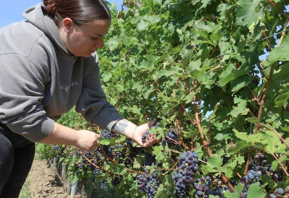 Cool Climate Oenology and Viticulture Institute (CCOVI) research assistant Alex Gunn (BSc '19, MSc '24) looks over Cabernet sauvignon grapes from CCOVI’s clone and rootstock research vines at Schenck Farms and Greenhouses in St. Catharines. 