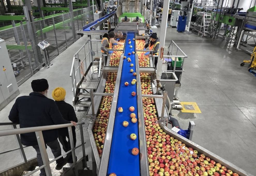 BC Tree Fruits packing operation in Oliver on November 10, 2025. Photo by Myrna Stark Leader.