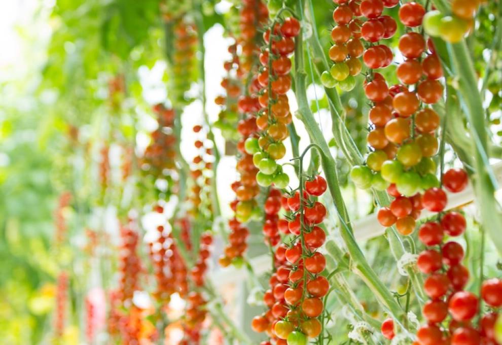 Pure Flavor, a Leamington, Ontario