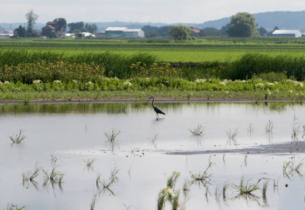 There are 515 active minor use submissions (URMULEs) currently in the PMRA system. Of these, 64 per cent are for horticulture: field vegetables (29%), fruit (23%) and greenhouse vegetables (12%). 