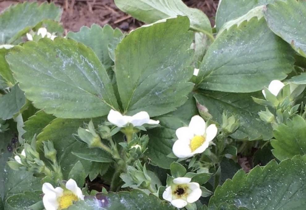 Strawberries damaged by frost. 