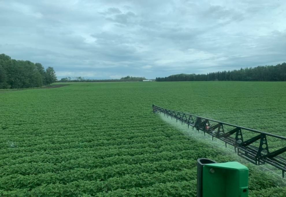 Spraying potatoes in Alberta 